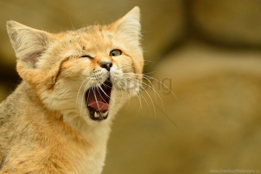 free PNG cat sand-dune, sand cat, wild cat wallpaper background best stock photos PNG images transparent