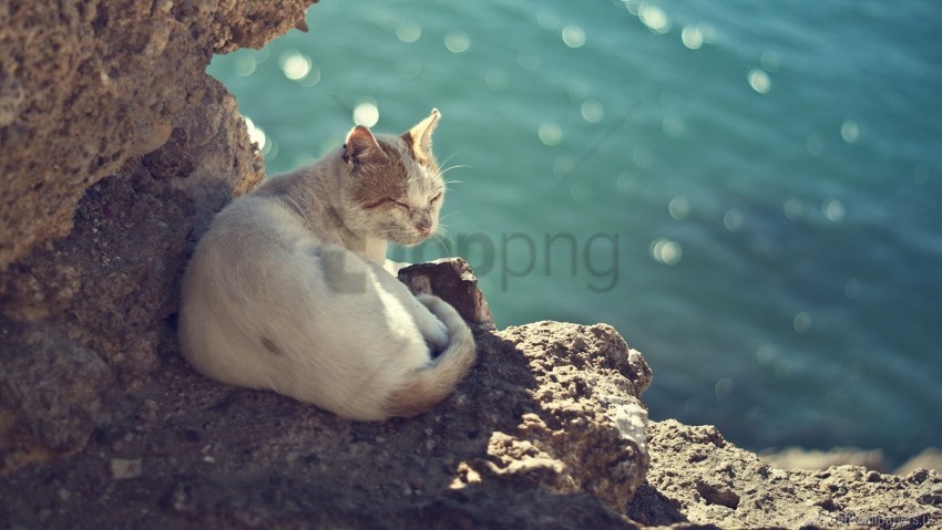 free PNG cat, sea, sit, stones, sun, warm wallpaper background best stock photos PNG images transparent