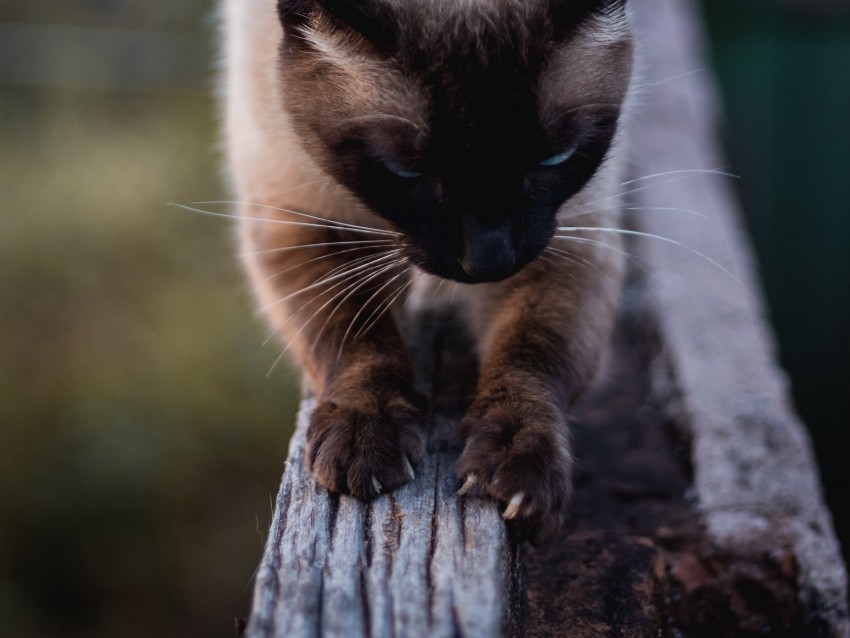 Cat Siamese Claws Wood Pet Png - Free PNG Images