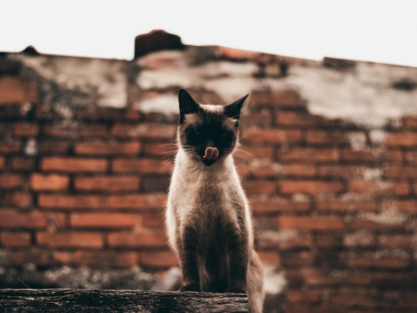 cat, siamese, protruding tongue, funny, pet