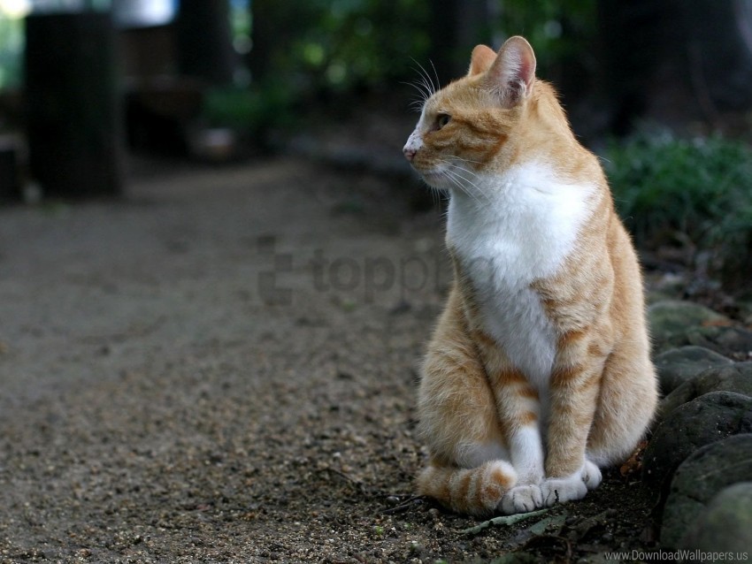 cat, sit, spotted, walk wallpaper background best stock photos@toppng.com