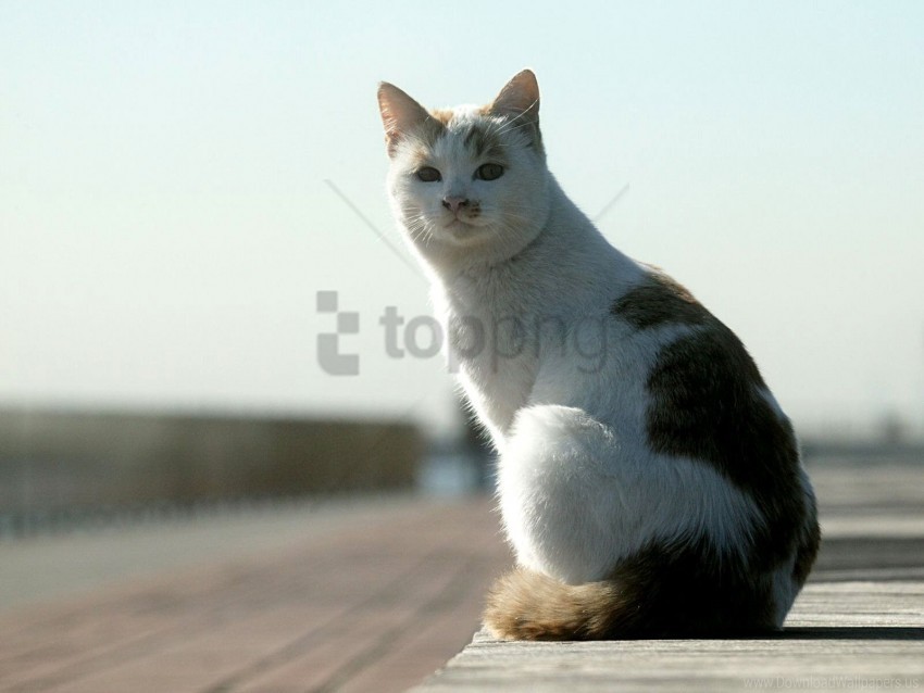 free PNG cat, sit, spotted wallpaper background best stock photos PNG images transparent