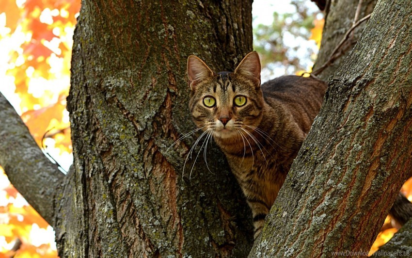free PNG cat, sit, striped, tree wallpaper background best stock photos PNG images transparent