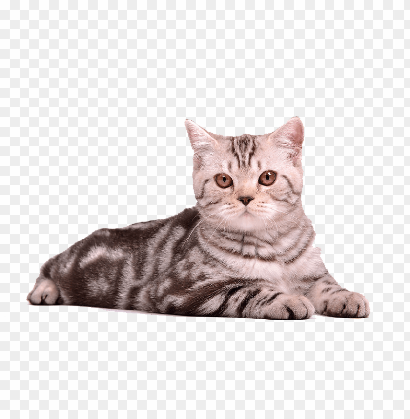 cat sitting png png images background - Image ID 6002