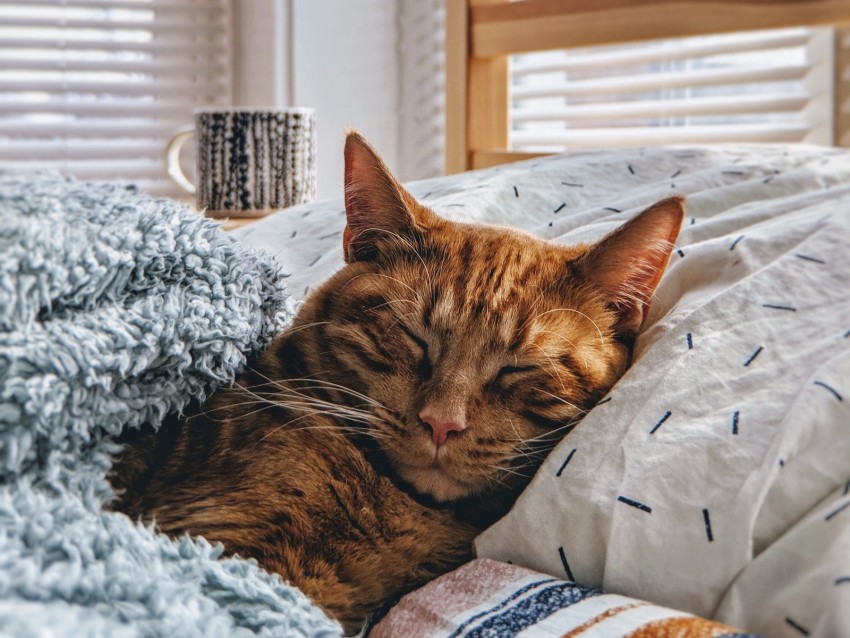 cat, sleep, bed, comfort