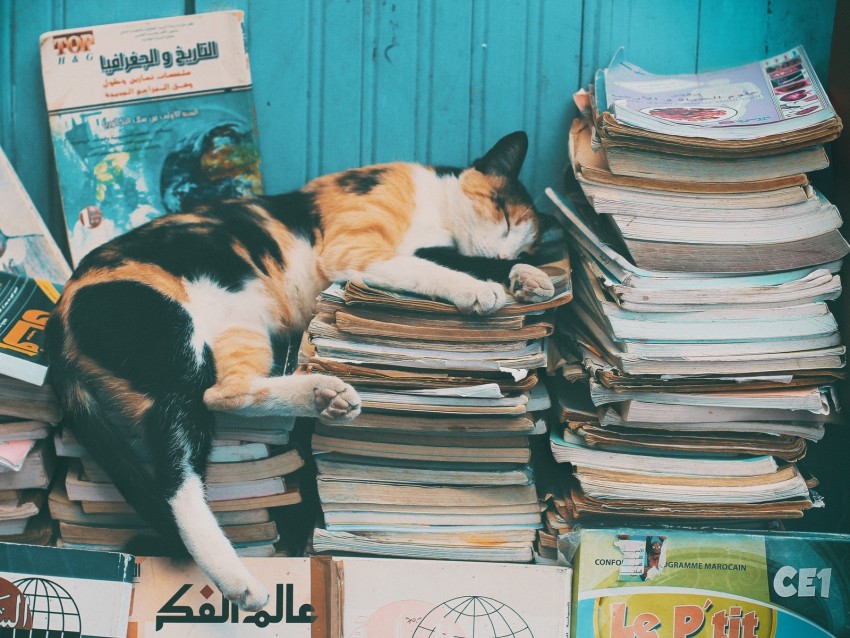 cat, sleep, magazines, relax, books