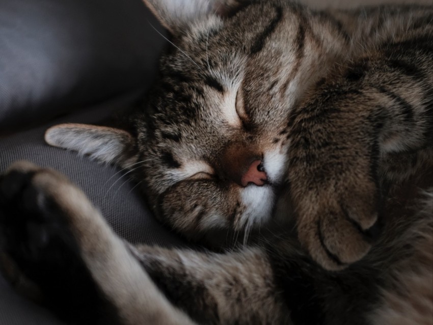 cat, sleep, muzzle, striped