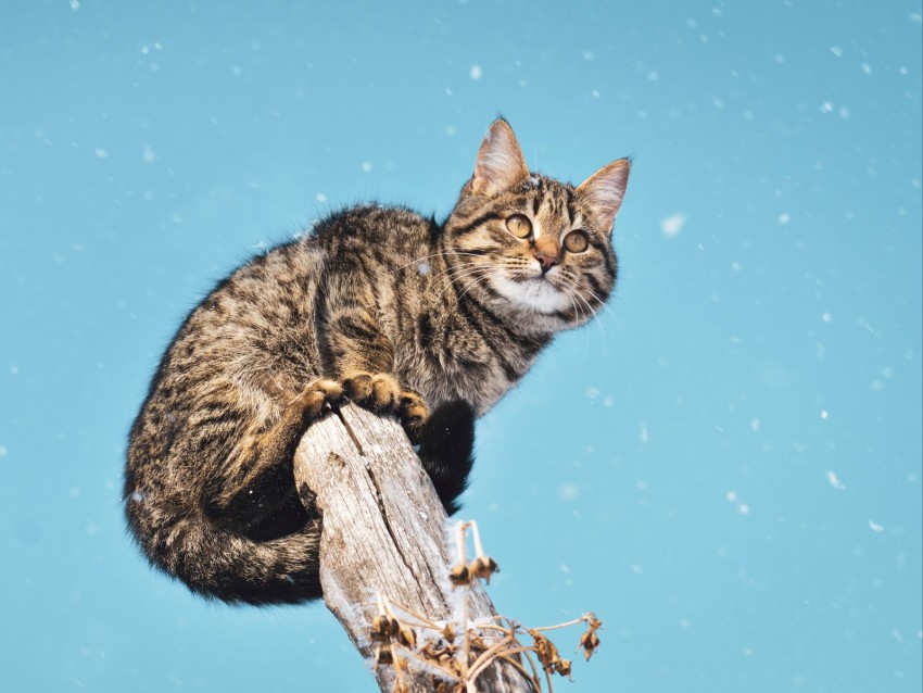 cat, snowfall, snow, pillar