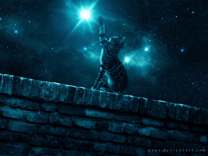 cat, starry sky, night, stars, paw