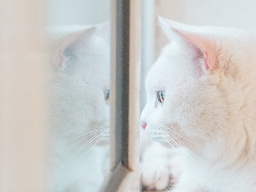 cat, white, window, glance, reflection