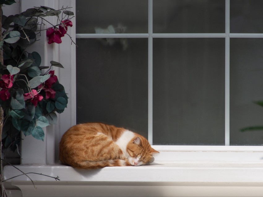 cat, window sill, sleep, flowers, rest