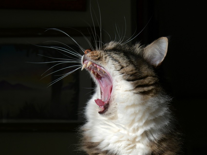 cat, yawn, fluffy, fangs, mustache