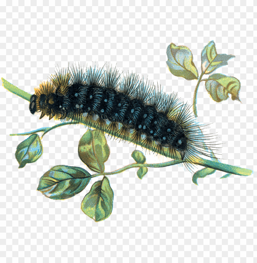animals, insects, caterpillars, caterpillar on branch, 