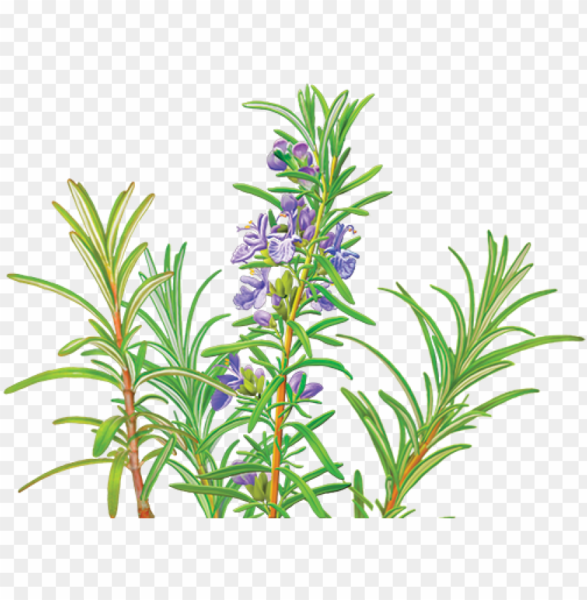 catnip drawing rosemary alvita organic rosemary tea 24 tea bags PNG transparent with Clear Background ID 279012
