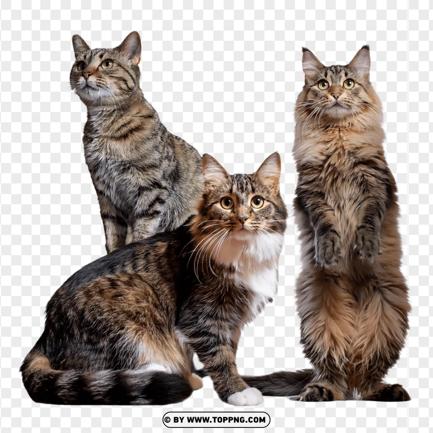 Four Cats Sitting In Relaxed And Curious Poses PNG Transparent Background