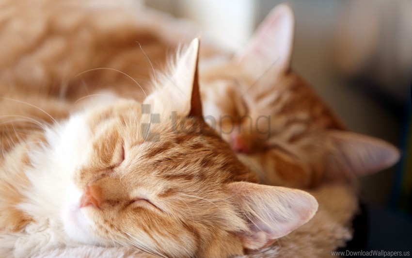 Cats Couple Dream Fluffy Wallpaper Background Best Stock Photos