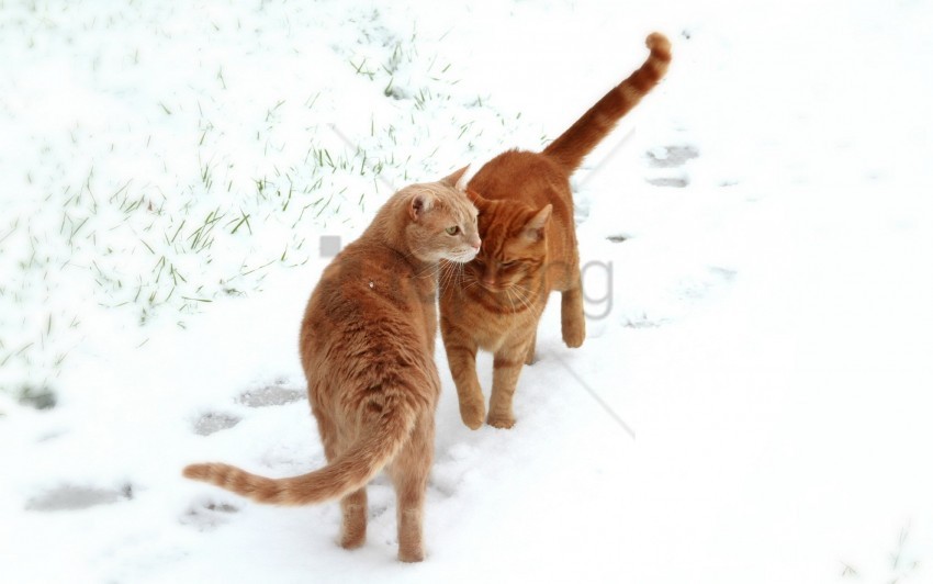 cats couple footprints snow wallpaper background best stock photos - Image ID 160900