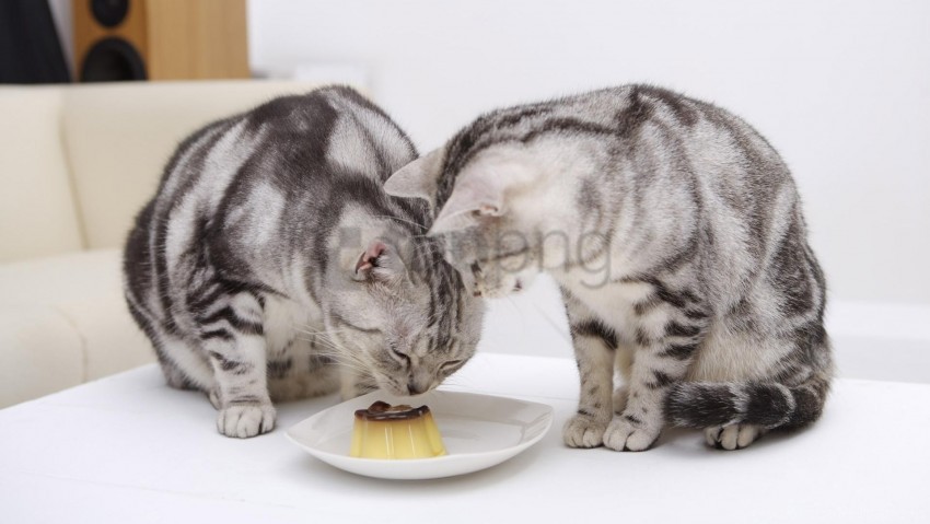 cats food plate wallpaper background best stock photos - Image ID 160496