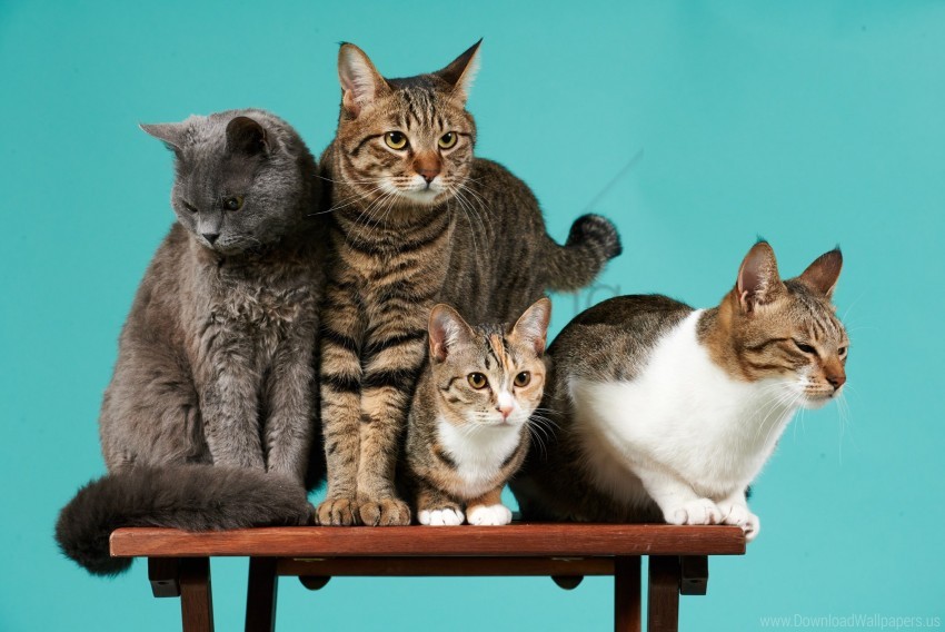 free PNG cats, four, photoshoot wallpaper background best stock photos PNG images transparent