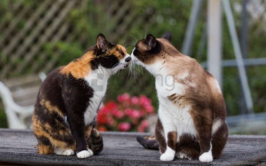 cats kiss tenderness wallpaper background best stock photos - Image ID 149711