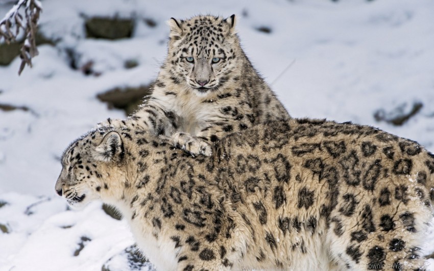 free PNG cats, snow, snow leopard, steam wallpaper background best stock photos PNG images transparent