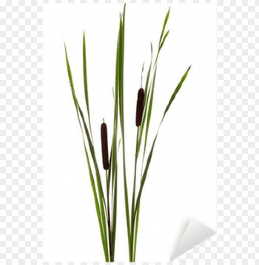 free PNG cattails sticker • pixers® • we live to change - cattail PNG image with transparent background PNG images transparent