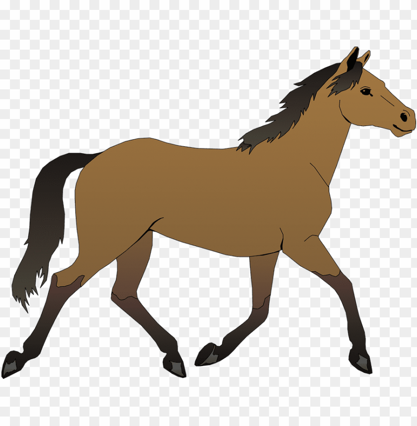 Cavalo, Cavalo png