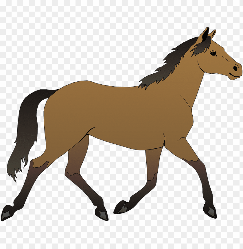 Cavalo PNG Transparent Background