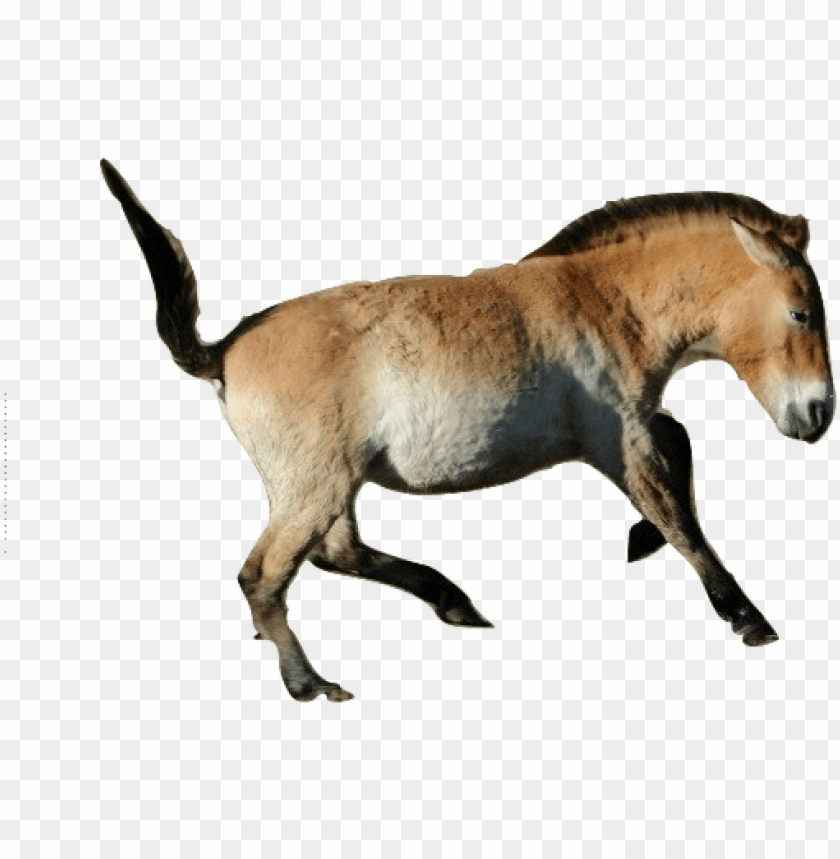 free PNG cavalos images przewalski's horse wallpaper and background - horse PNG image with transparent background PNG images transparent