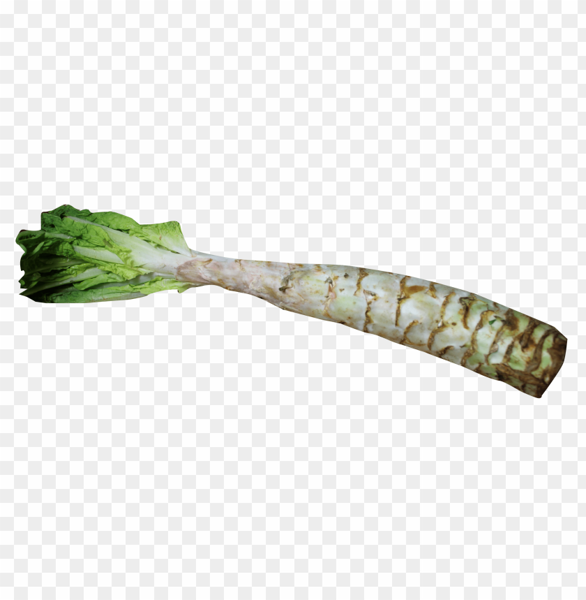 
vegetables
, 
lettuce
, 
celtuce
, 
stem lettuce
, 
celery lettuce
, 
asparagus lettuce
, 
chinese lettuce
