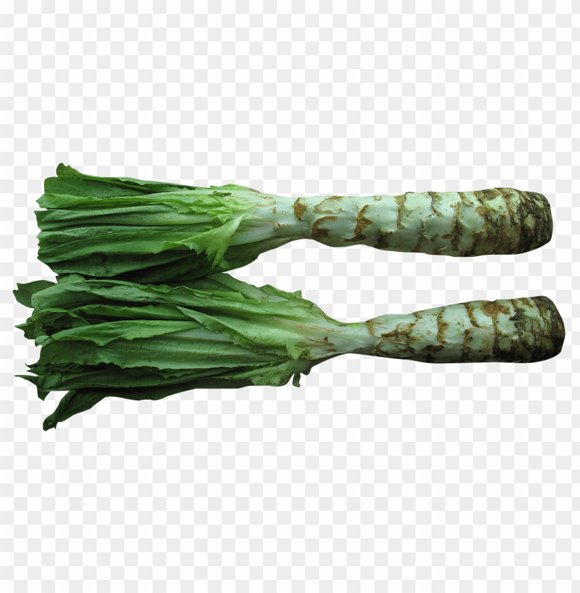 
vegetables
, 
lettuce
, 
celtuce
, 
stem lettuce
, 
celery lettuce
, 
asparagus lettuce
, 
chinese lettuce
