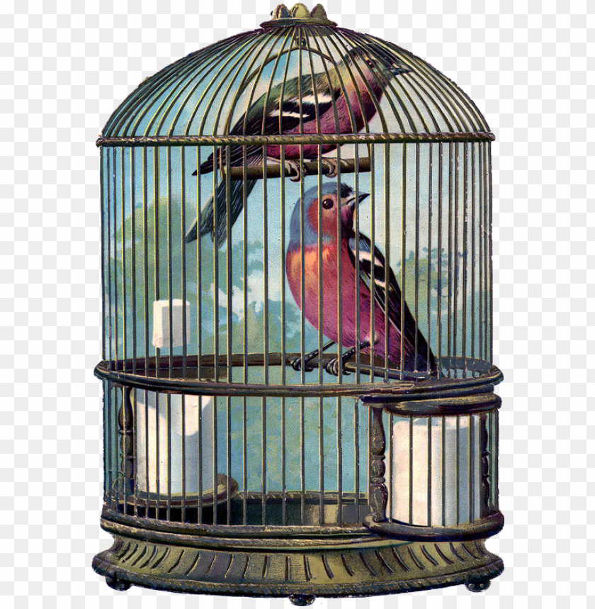 design, vintage, birds, bird cage, retro, bird, nature