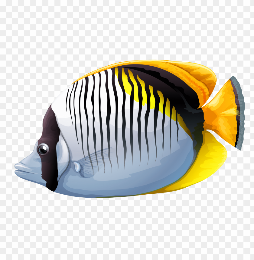 chaetodon, fish
