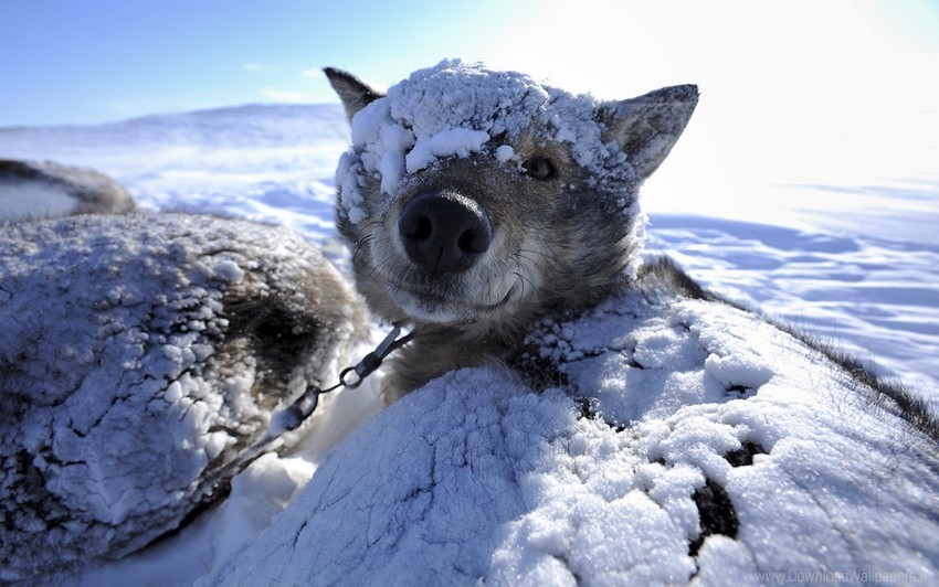 wolf, snow, winter, animal, wildlife, frozen, arctic