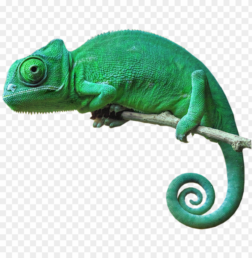 chameleon camouflage reptile lizard green freetoedit chameleon with no background PNG transparent with Clear Background ID 183526