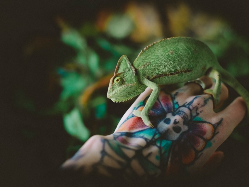chameleon, lizard, tattoo, hand, reptile, green