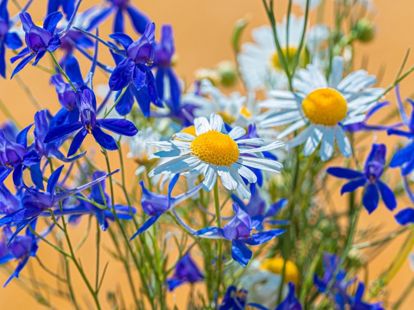 chamomile, consolida, flower, bouquet, field