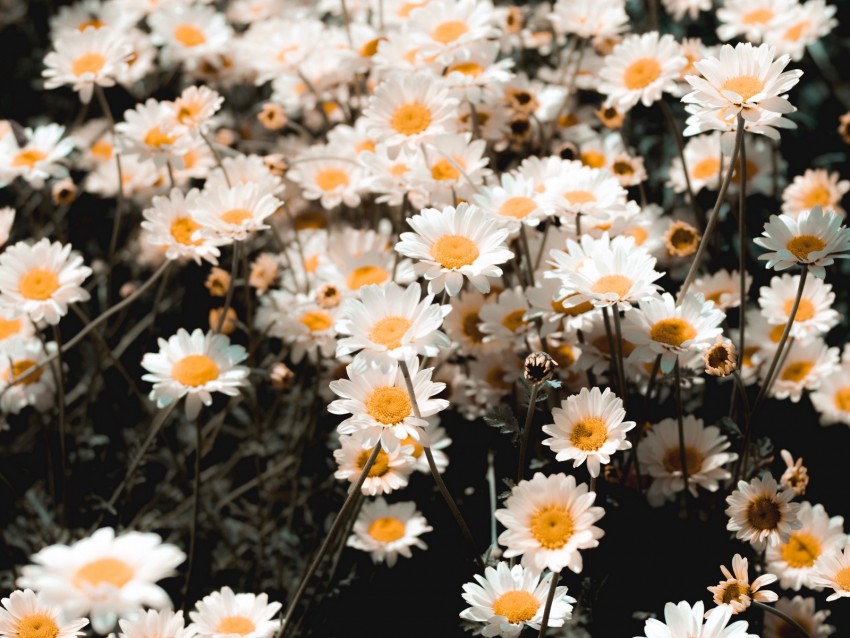 chamomile, field, flowering, petals, glade