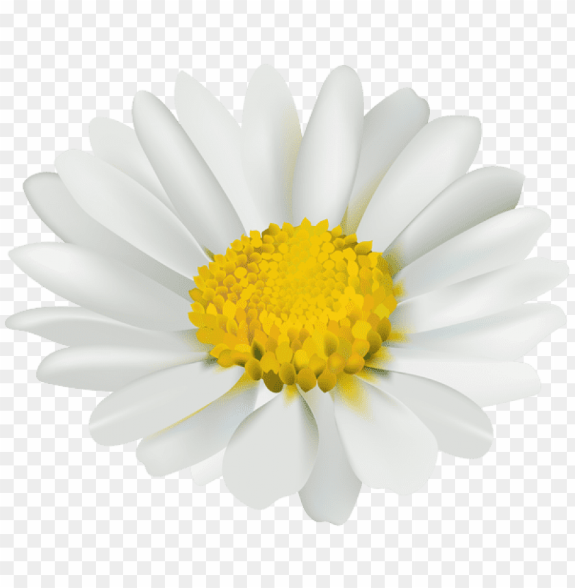 chamomile flower transparent