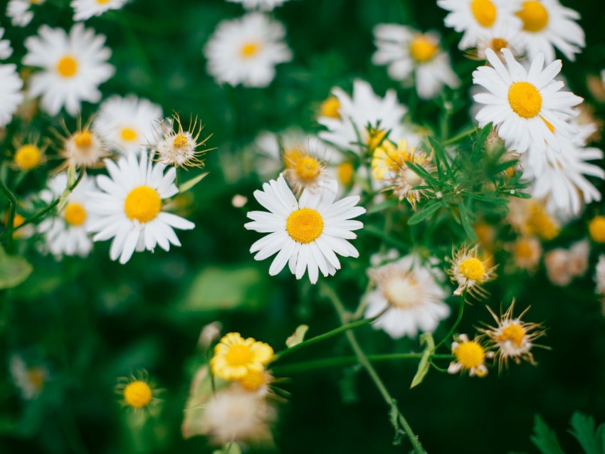 chamomile, flowers, bloom, field, blur