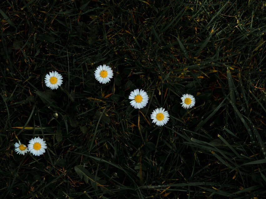 chamomile, flowers, grass, bloom