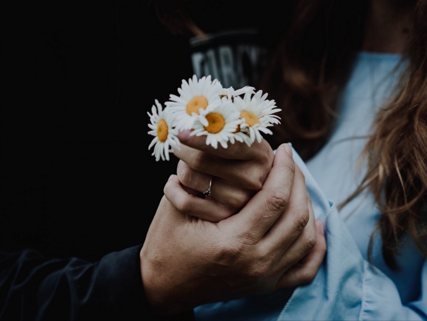 chamomile, flowers, hands, touch