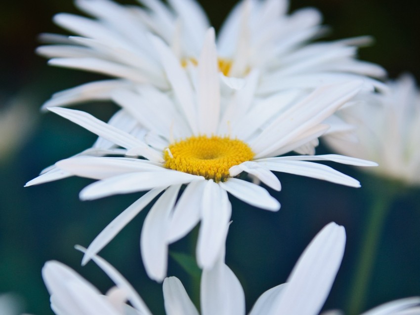 chamomile, flowers, white, bloom, closeup