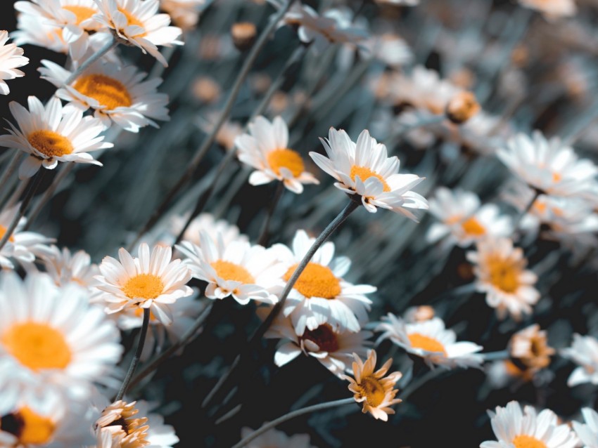chamomile, flowers, white, bloom, plant background@toppng.com