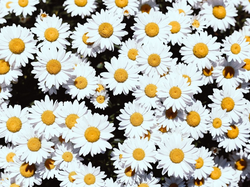 chamomile, flowers, white, bloom, plants