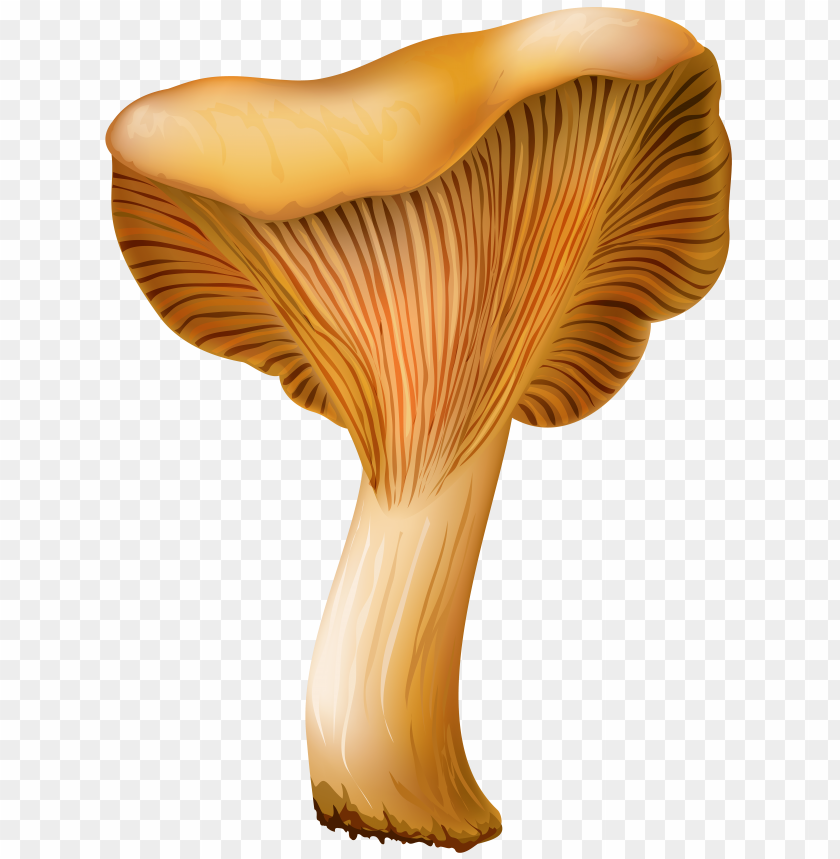 chanterelle, mushroom