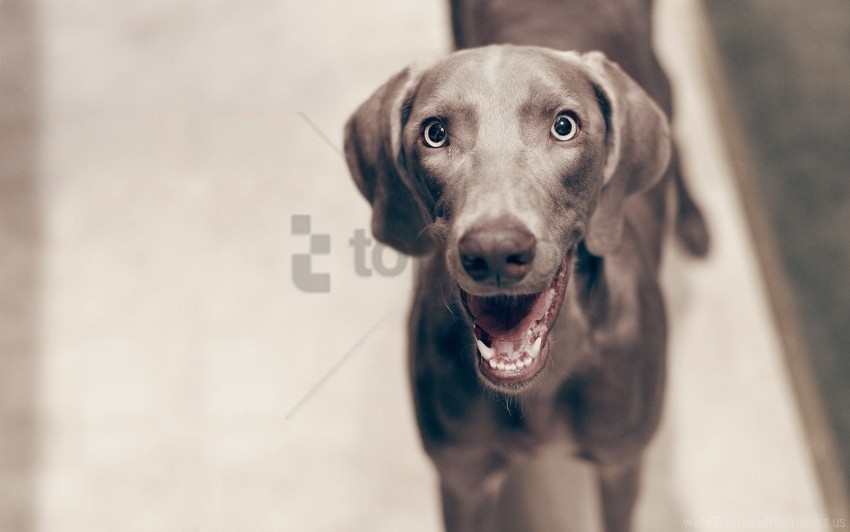 cheerful dogs eyes face waiting wallpaper background best stock photos - Image ID 160603