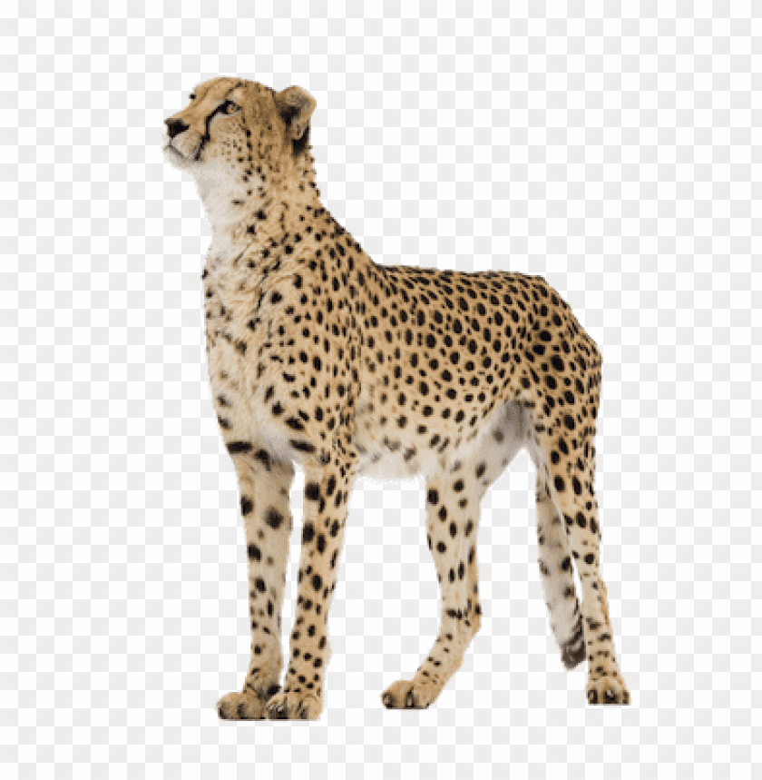Download cheetah png images background@toppng.com