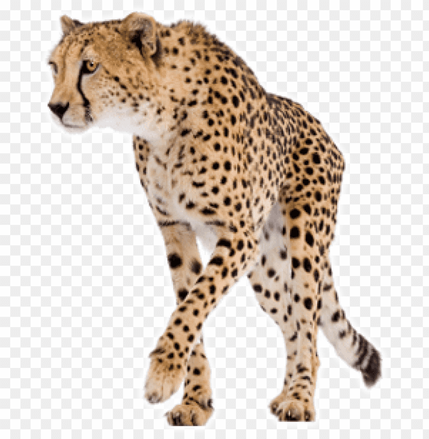Download cheetah png images background@toppng.com