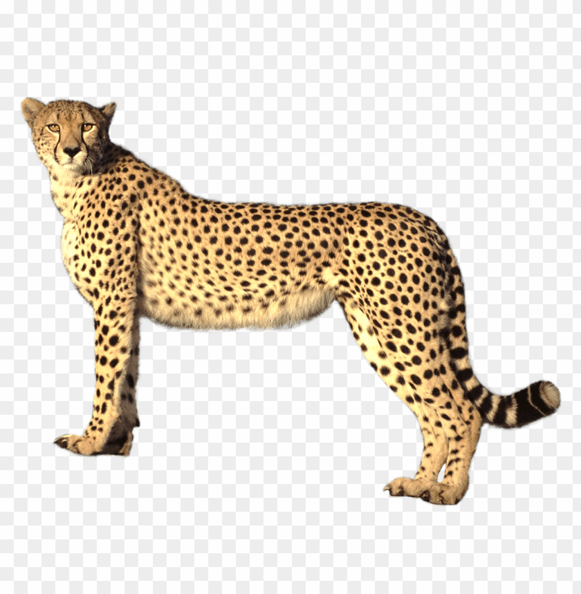 cheetah png images background - Image ID 5754